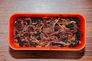 Fishing box with red worms, a favorite bait for large bream. Fish worm farming. Compost from...