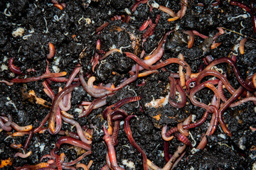 Own breeding of red worms. A colony of worms in a litter box. Useful humus-producing worms. Fish...