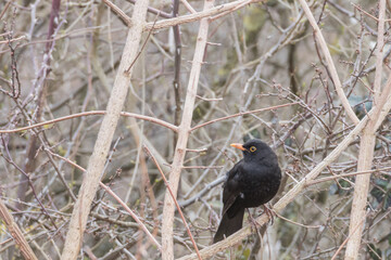 Amselm&auml;nnchen auf dem Ast