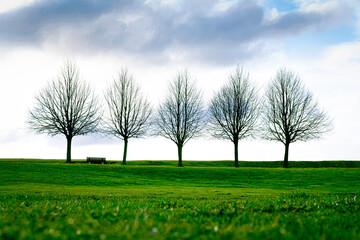 Spring or autumn landscape with blue sky background. Bald trees with fresh green grass. City green area. Lonely bench in the park alley on the hill. Nature awakening. Copy space, selective focus