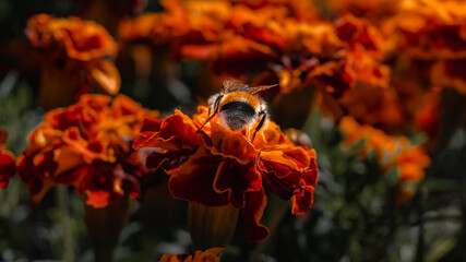 Close-up of a big bumblebee on an orange marigolds flower