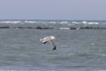 Möwe