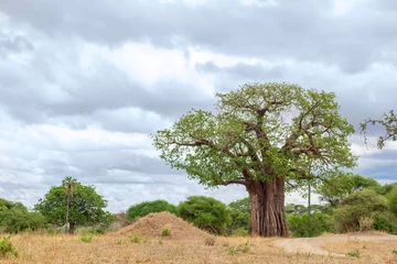 Selbstklebende Fototapeten Huge baobab growing in the savannah in Tarangire National Park in Tanzania. This place is famous for the baobabs growing on its territory © Anzhela
