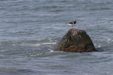 Austernfischer sitzt auf einem Felsen in der Ostsee