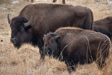 Yellowstone National Park Bison cow with yearling