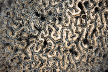 close up of a coral