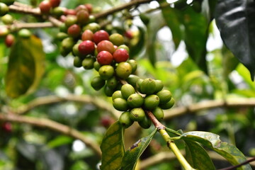Organic fresh coffee plant, ready for harvesting, partially ripe and partially raw. 