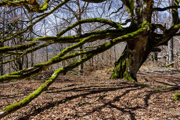 Fototapeta premium Entzia mountain range, Basque Country, Spain.