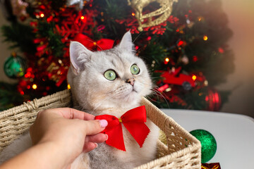 A cute white cat lies in a wicker basket near a Christmas tree