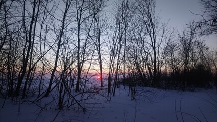 sunset in the wood