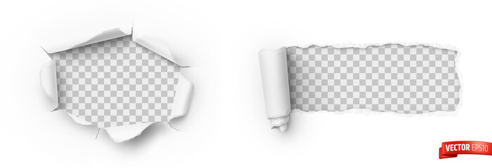 Vector realistic illustration of white ripped paper on a transparent background. - 479084302