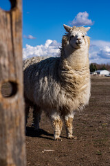 Obraz premium sheep in the farm