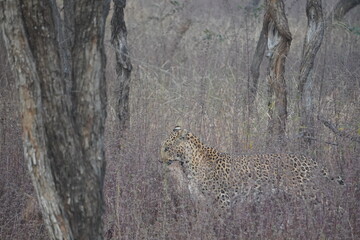 Leopard hunting a Deer