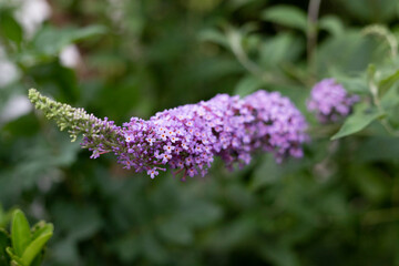 Flores lilas