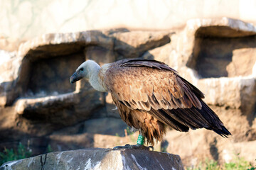 Griffon Vulture, Gyps fulvus sits on a rock. Portrait. Africa, wild world.