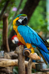 blue and yellow macaw