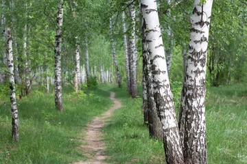 Tuinposter Forest landscape. Birch trees and path in the forest © Sarbinaz Mustafina