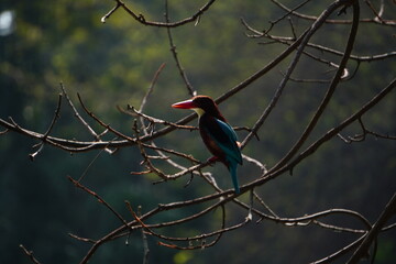 Eastern Blue Birds
