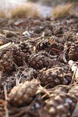 Forest undergrowth with brown cones, leaves and tree branches
