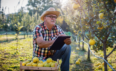Orcharding. Farmer picking apple quince and writing a notes. Hobbies and leisure, agricultural concept
