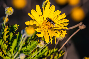 black fly on yellow flower