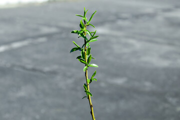 A lonely plant blooms. Spring flowering