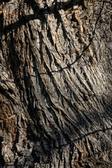 corteccia