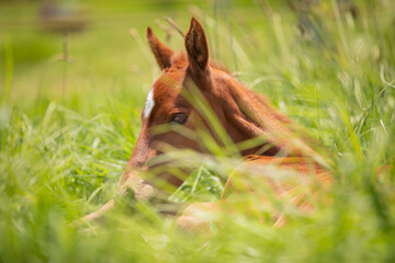 Baby Horse