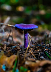 A blue and violet mushroom in between branches