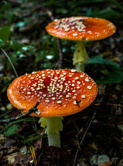 Two red mushrooms in a dark wooden area with branches and grass around them