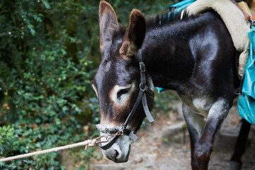 Portrait of a donkey walking in the forest