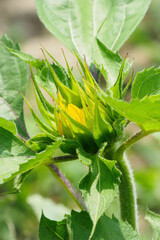 Closed sunflower flower on the plant.