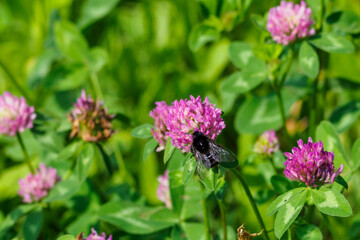 Black bumblebee pollinating clover sentences.