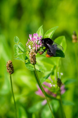 Black bumblebee pollinating clover sentences.