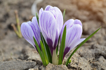 Spring striped crocuses is decorative flowering plant blooming early spring, close-up.