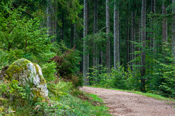 Fototapeta premium Natur und Umwelt im Schwarz Wald (Black Forest, Germany)