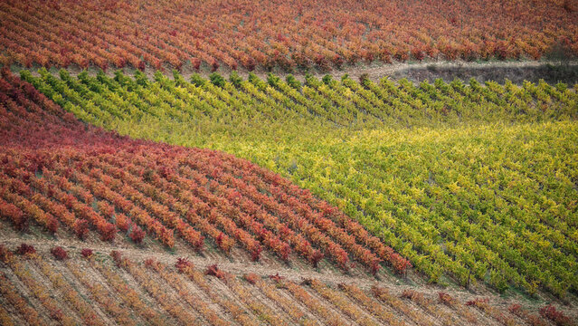 La Rioja is a province and autonomous community in northern Spain with a renowned local wine industry. 
