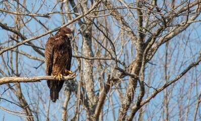 juvenile bald eagle in tree