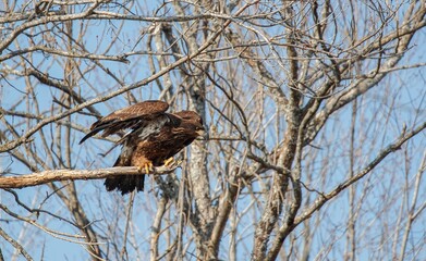 juvenile bald eagle in tree