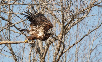 juvenile bald eagle in tree