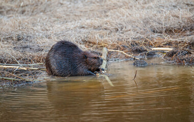 Beaver eating wood on river © Jen
