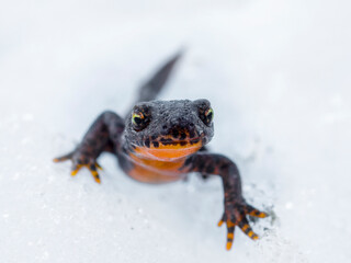Alpine Newt, Ichthyosaura alpestris, formerly Triturus alpestris and Mesotriton alpestris on snow