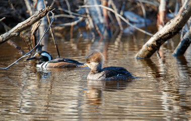 Hooded merganser ducks in river