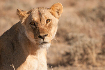 Fototapeta na wymiar Lioness looking