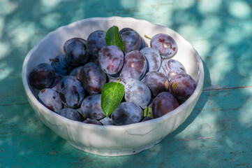 Fruits of prunus domestica tree in white bowl on vintage green background with cracked surface, tasty ripened dark blue plums