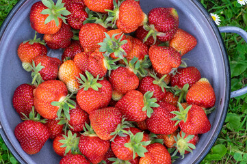Group of tasty red strawberries on rustic retro blue enameled bowl on green grass lawn, ready to eat raw vitamins