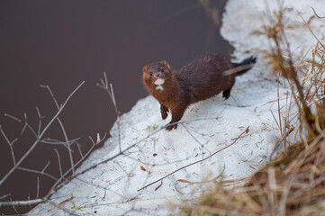 furry mink on riverbank