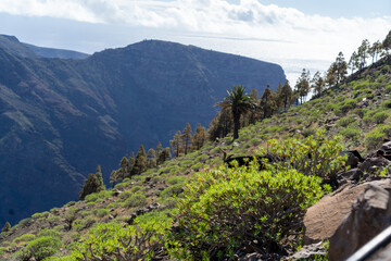 Arure, La Gomera, Valle Gran Rey