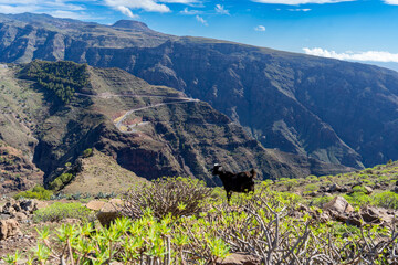 Arure, La Gomera, Valle Gran Rey