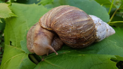 a large snail crawls on the grass in summer